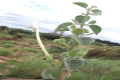 Barleria longiflora